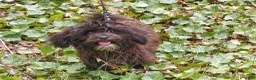 Maltipoo dogs for sale: Mini --- Maltipoo, in home raised, non-shedding - Ad 5