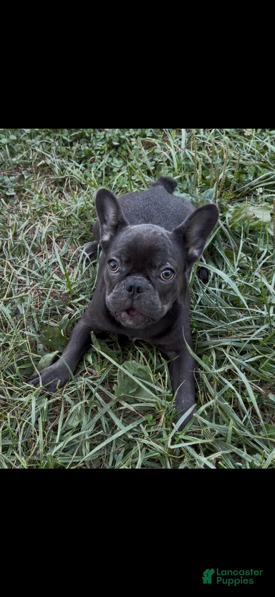 French Bulldog dogs Kenzi - Ad 1