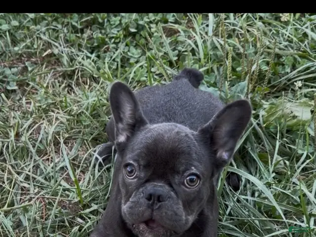 French Bulldog dogs for sale: Kenzi - Ad 1