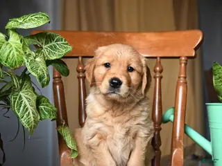 Golden Retriever dogs for sale: Cupcake - Ad 4