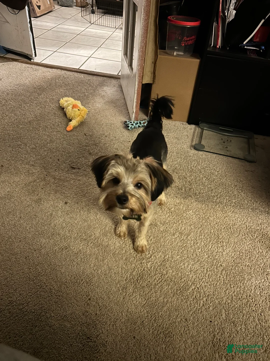 Yorkshire Terrier dogs for sale: Yorkshire Terrier Puppy 1 - Ad 1