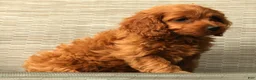 Cockapoo dogs for sale: Stella - Ad 9