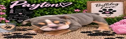 English Bulldog dogs for sale: Payton - Ad 2