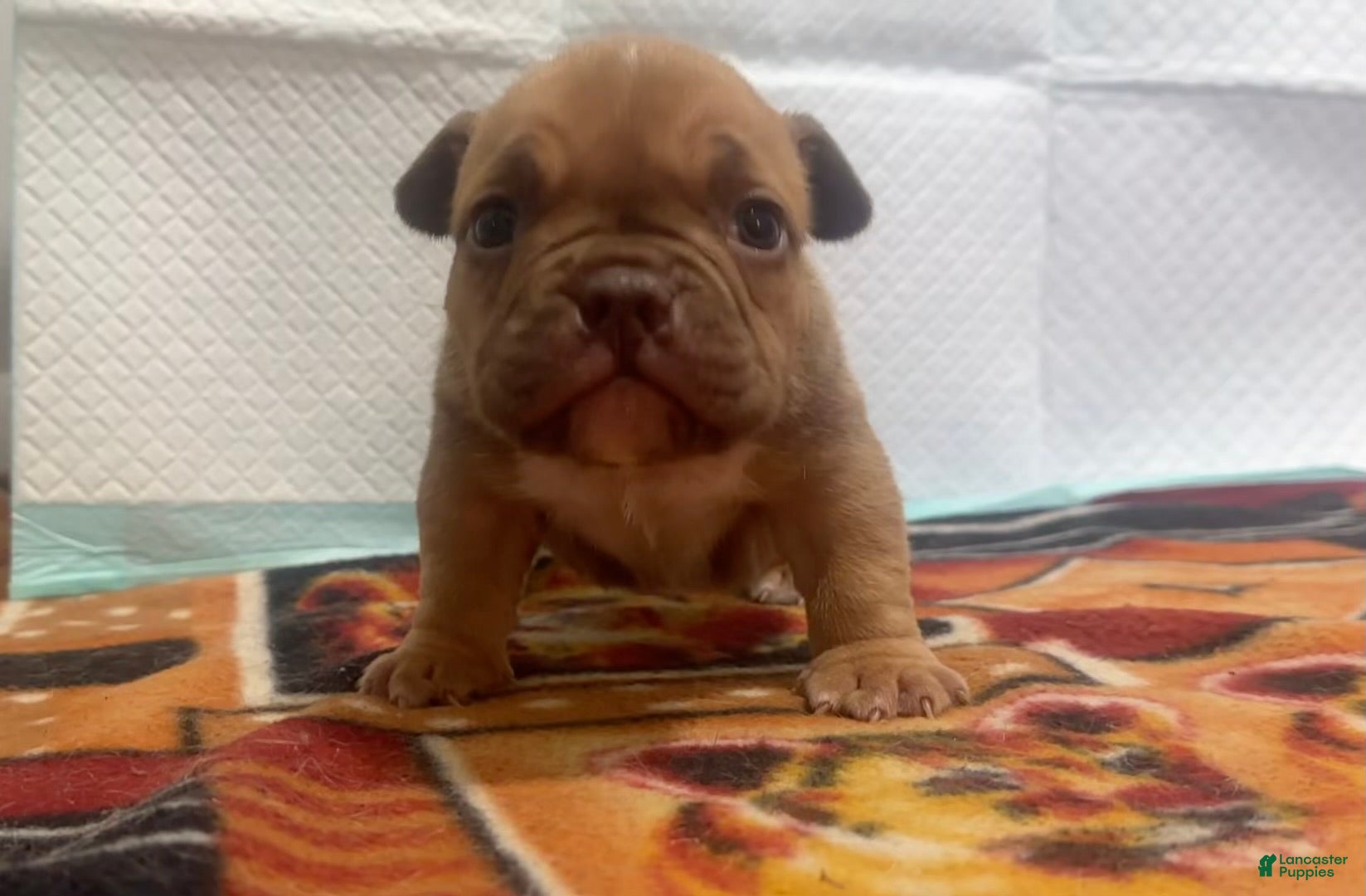 American Bully dogs Mocha - Ad 2