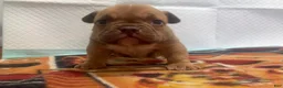 American Bully dogs for sale: Mocha - Ad 2