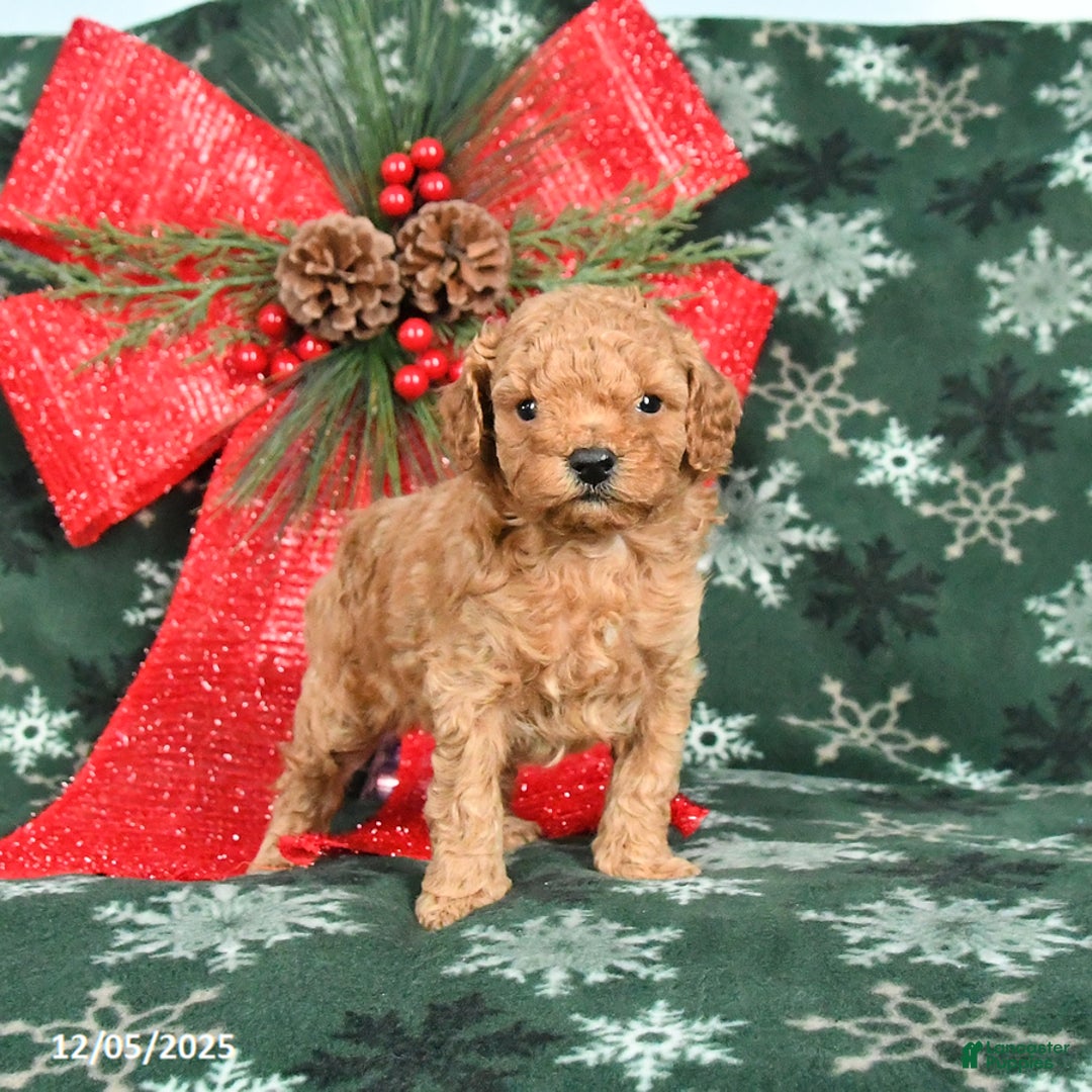 Toy Poodle dogs for sale: Bessie - Ad 2
