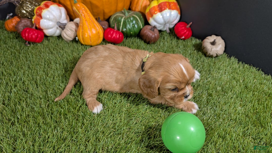 Cavalier King Charles Spaniel dogs for sale: Cavalier King Charles Spaniel Puppy 2 - Ad 4