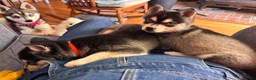 Alaskan Klee Kai dogs for sale: Alaskan Klee Kai Puppy 2 - Ad 6