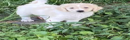 Goldendoodle dogs for sale: Goldendoodle 3 - Ad 18
