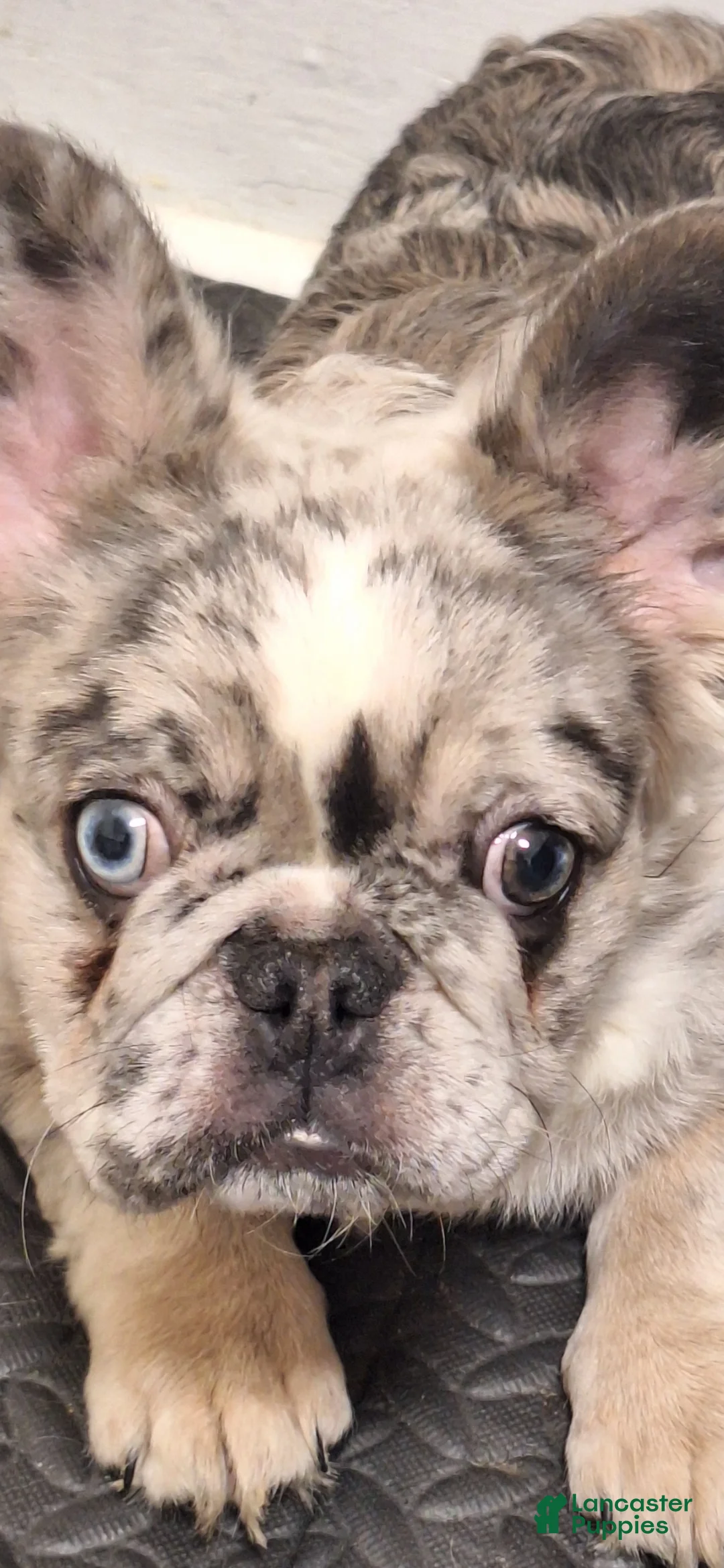 French Bulldog dogs for sale: Princess  - Ad 2