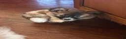 Mixed Breed dogs for sale: Ziggy - Ad 2