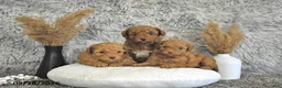 Toy Poodle dogs for sale: Mason - Ad 5
