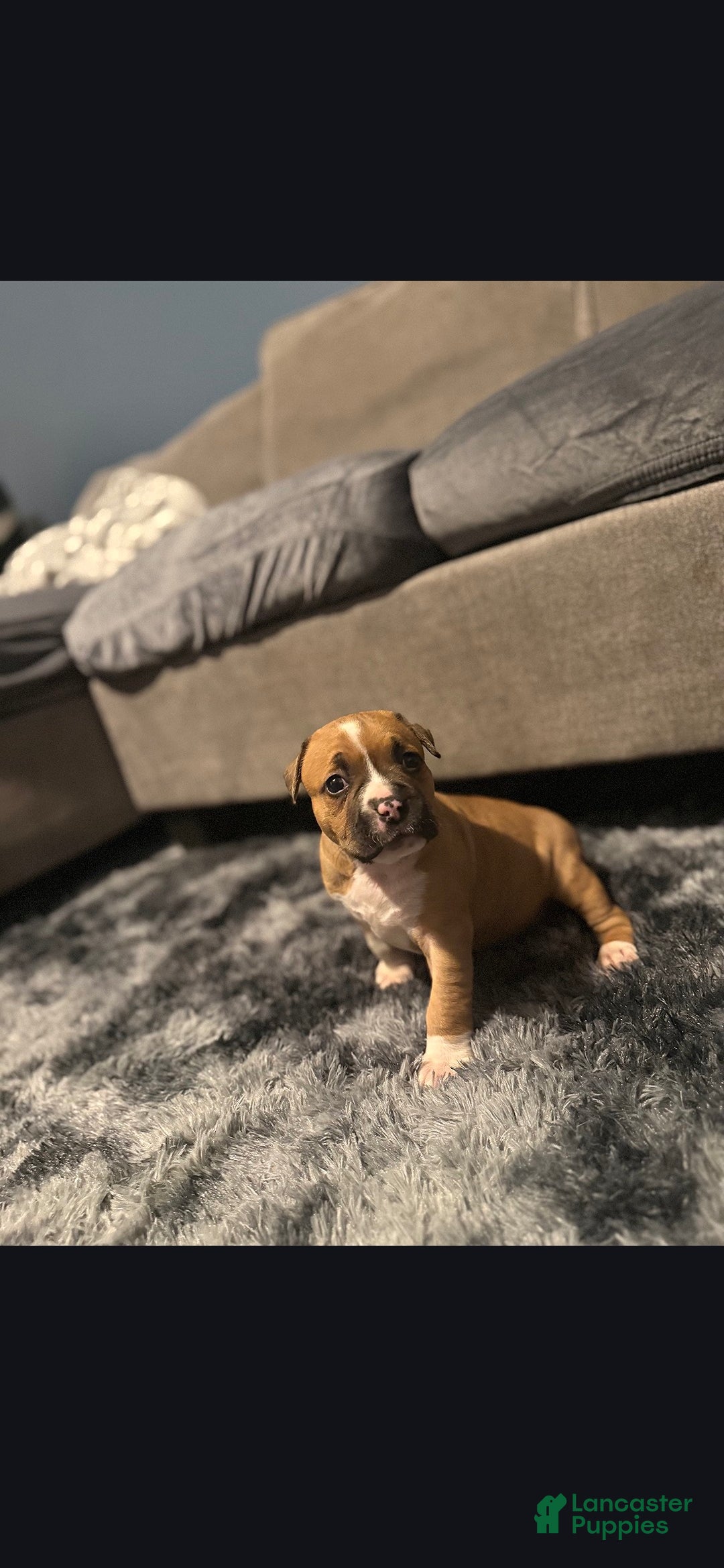 American Pit Bull Terrier dogs Saddie - Ad 33