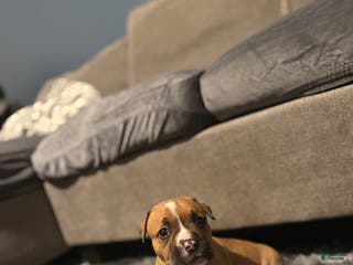 American Pit Bull Terrier dogs Saddie - Ad 33