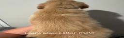 Golden Retriever dogs for sale: Light blue collar Golden Retriever 5 - Ad 3