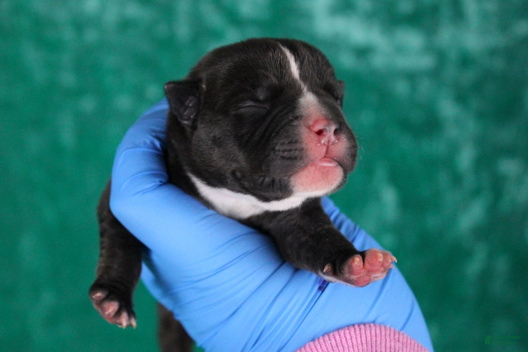 American Bully dogs for sale: Black/White Male - Ad 6