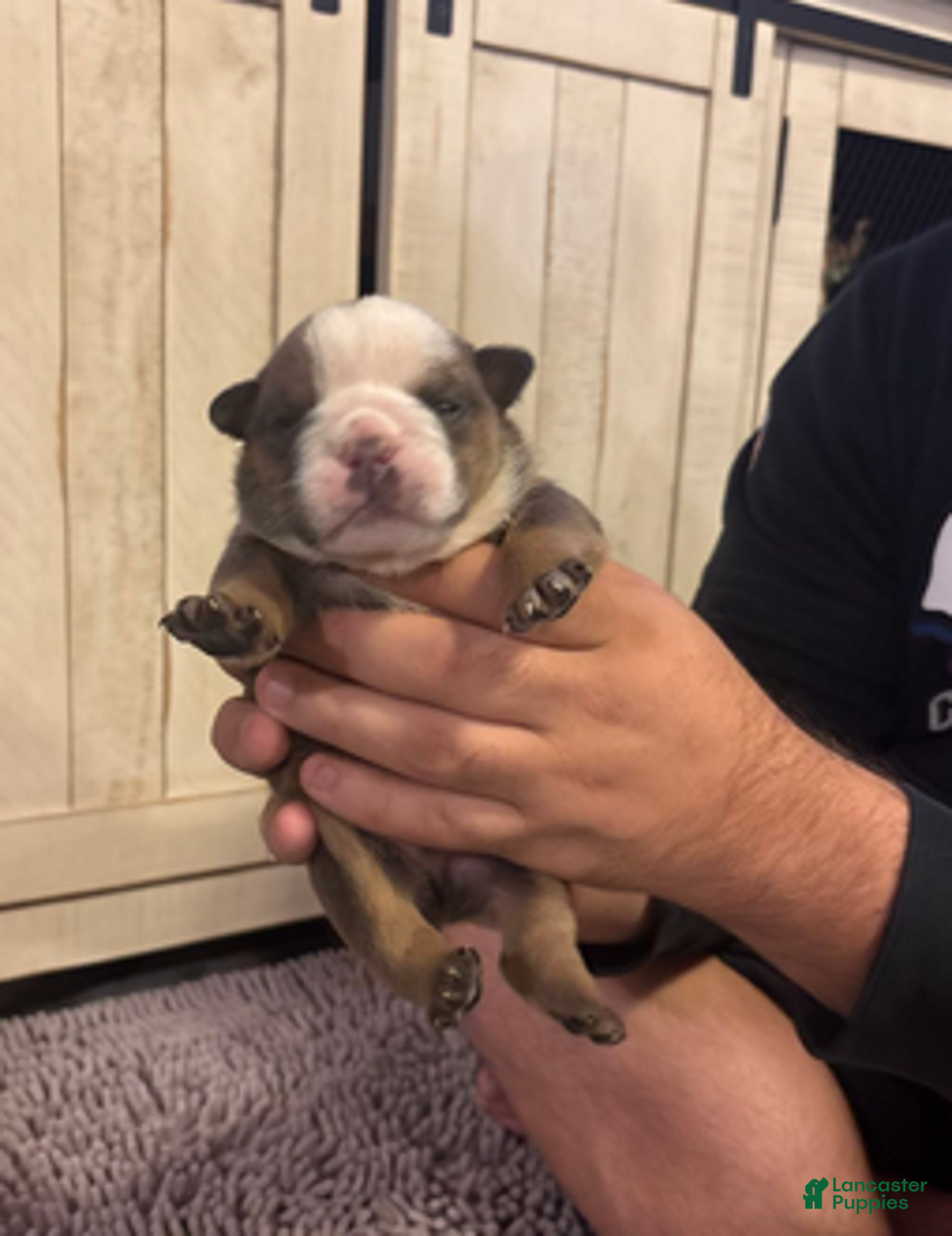 English Bulldog dogs for sale: Jenny - Ad 6
