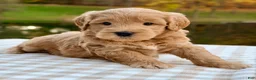 Goldendoodle dogs for sale: Oak-mini  - Ad 4