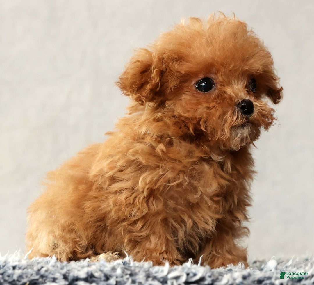 Havapoo dogs for sale: Ulysses - Ad 6