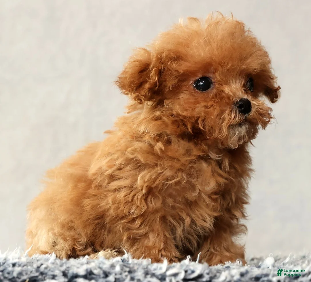 Havapoo dogs for sale: Ulysses - Ad 6