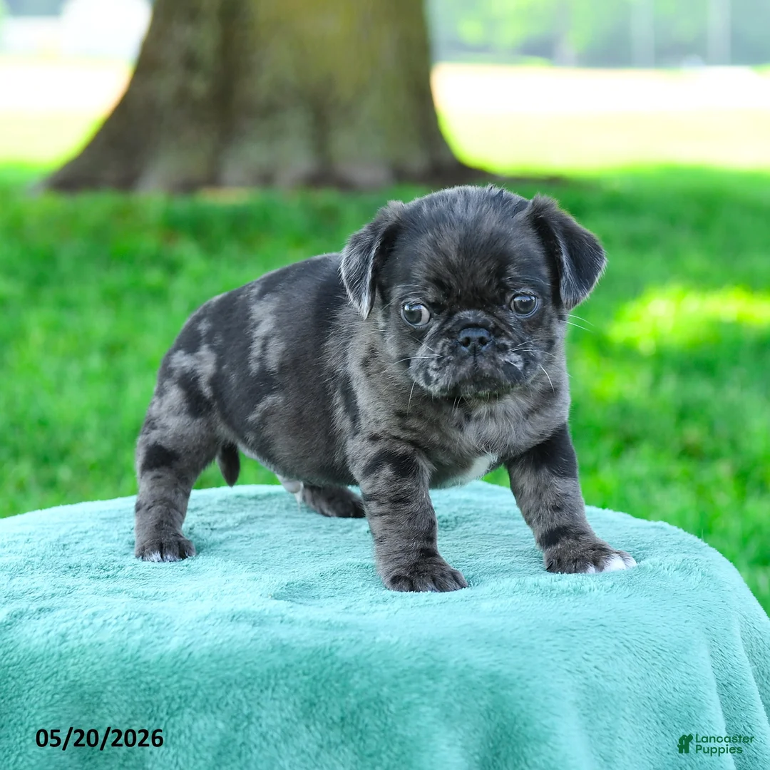 Pug dogs for sale: Aaron - Ad 1