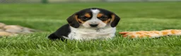 Beagle dogs for sale:  Copper 🐶 - Ad 7