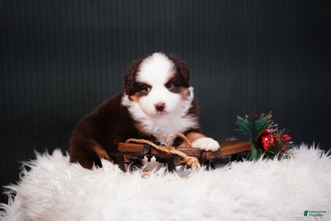 Miniature Australian Shepherd dogs for sale: Dean - Ad 2
