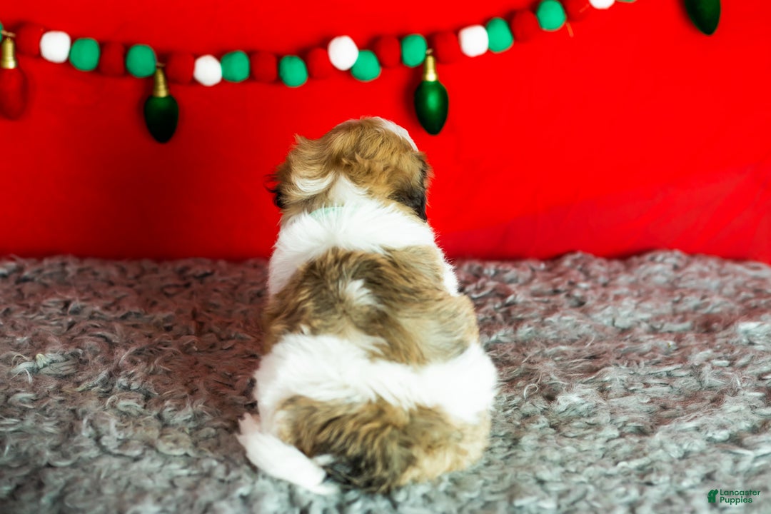 Teddy Bear dogs for sale: Monte - Ad 6