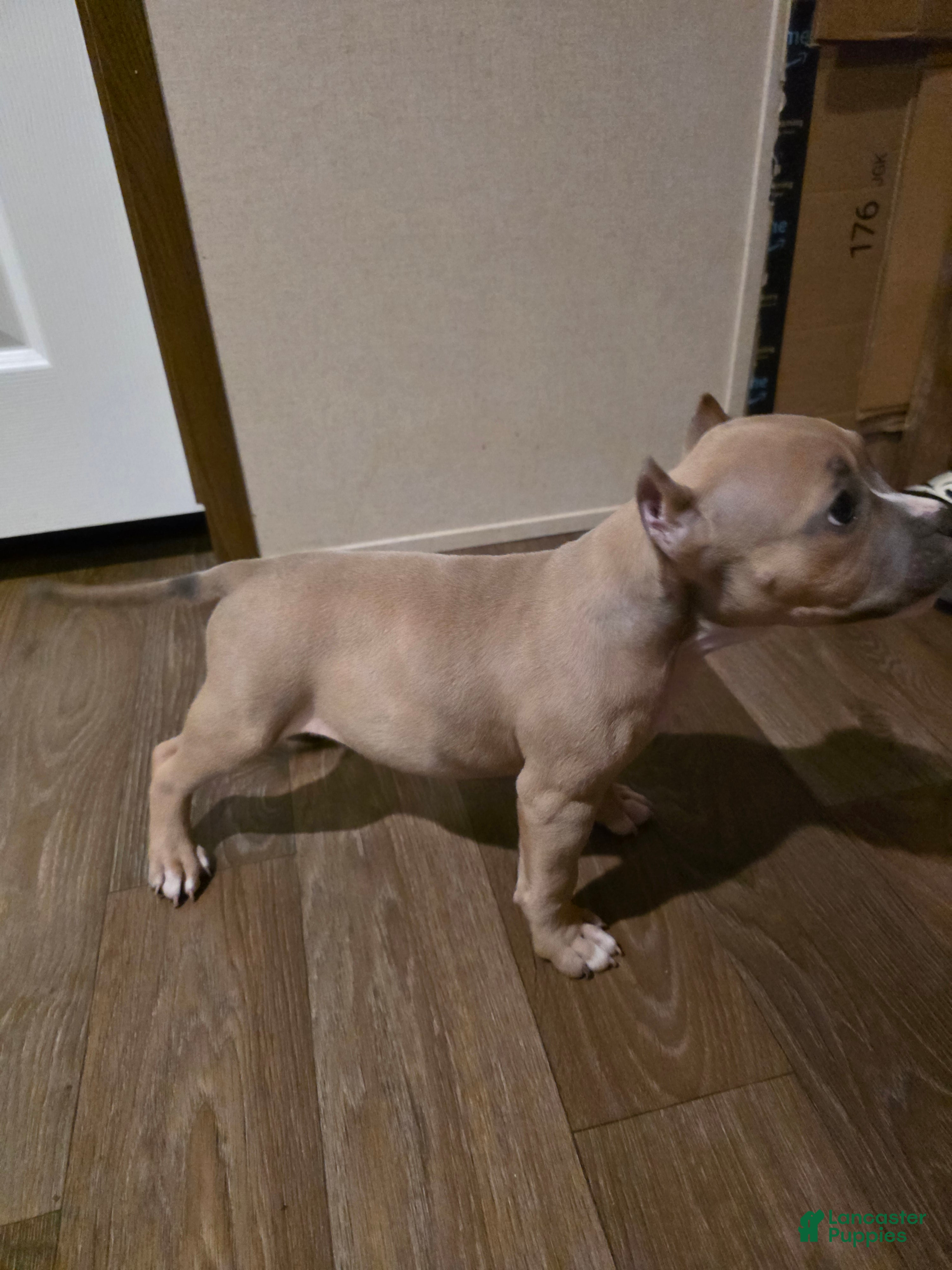 American Bully dogs American Bully Puppy 2 - Ad 4
