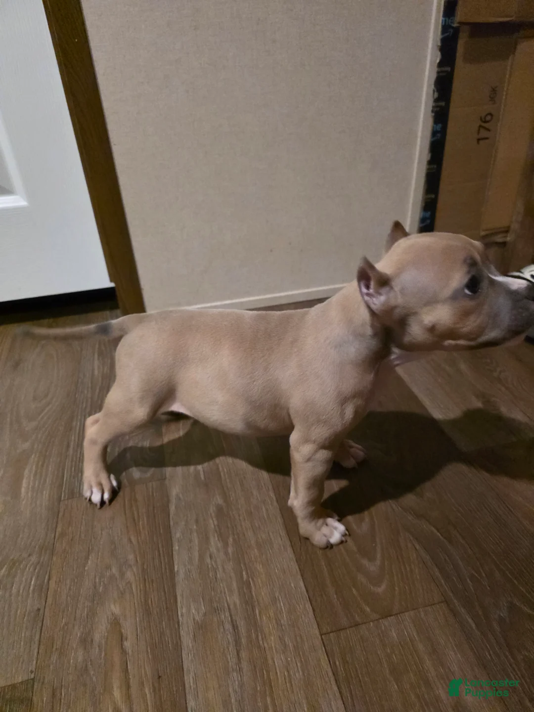 American Bully dogs for sale: American Bully Puppy 2 - Ad 1