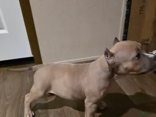 American Bully dogs American Bully Puppy 2 - Ad 4