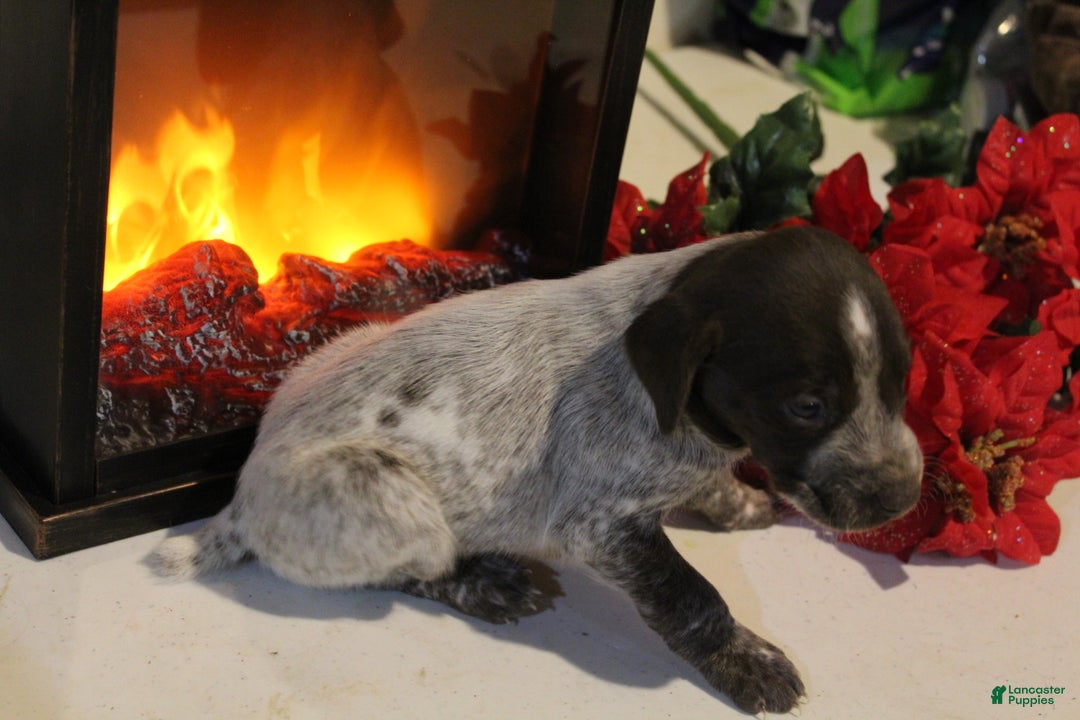 German Shorthaired Pointer dogs for sale: Comet - Ad 1