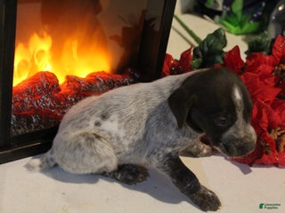 German Shorthaired Pointer dogs Comet - Ad 11