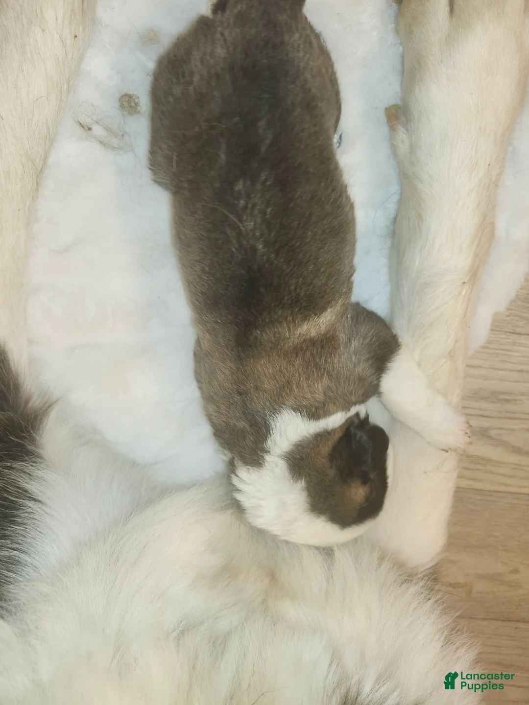 Saint Bernard dogs for sale: Saint Bernard 6 - Ad 1