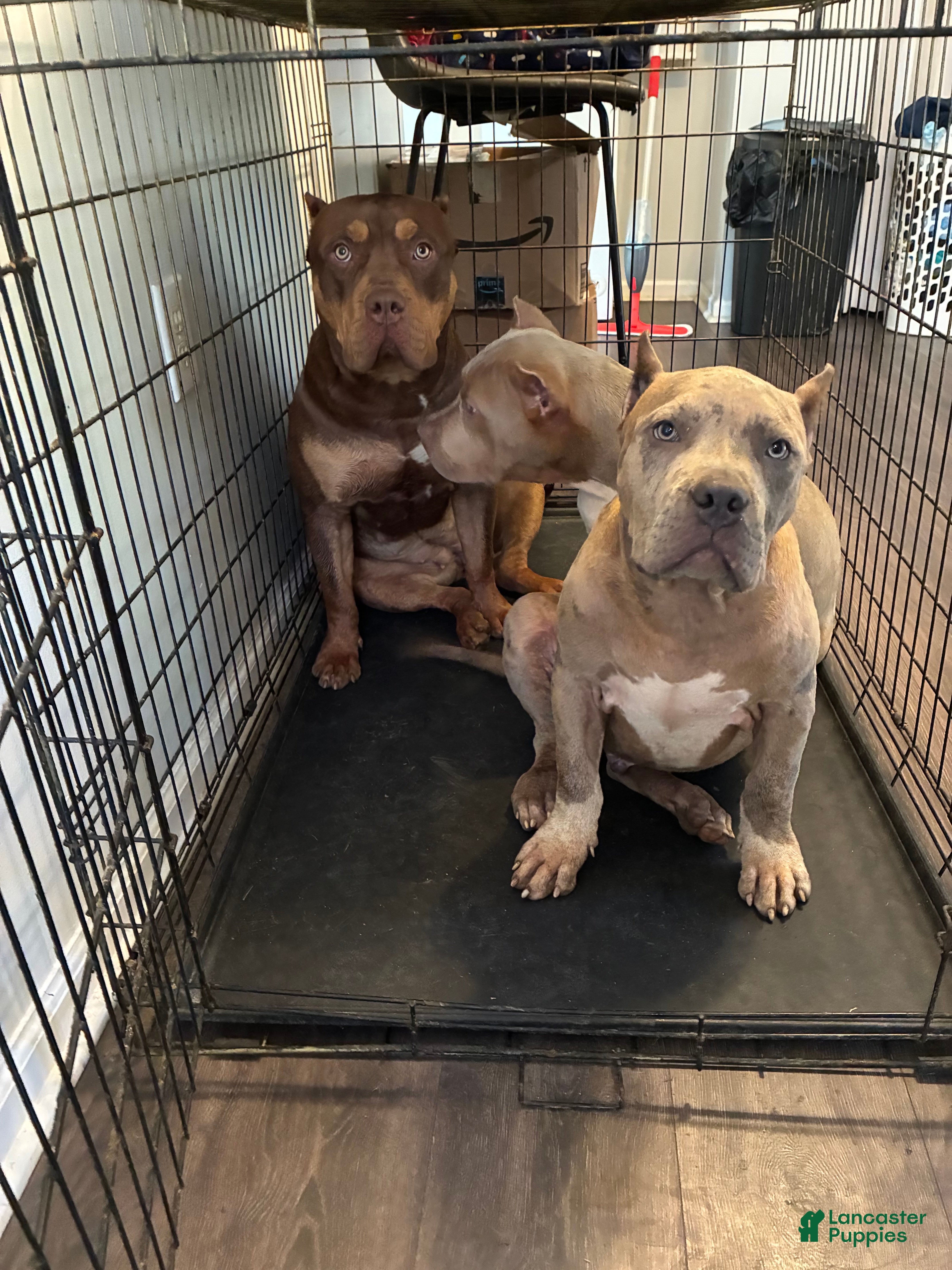 American Bully dogs American Bully 1 - Ad 18