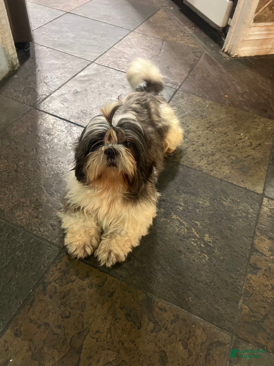 Shih Tzu dogs for sale: Shih Tzu Puppy 1 - Ad 4