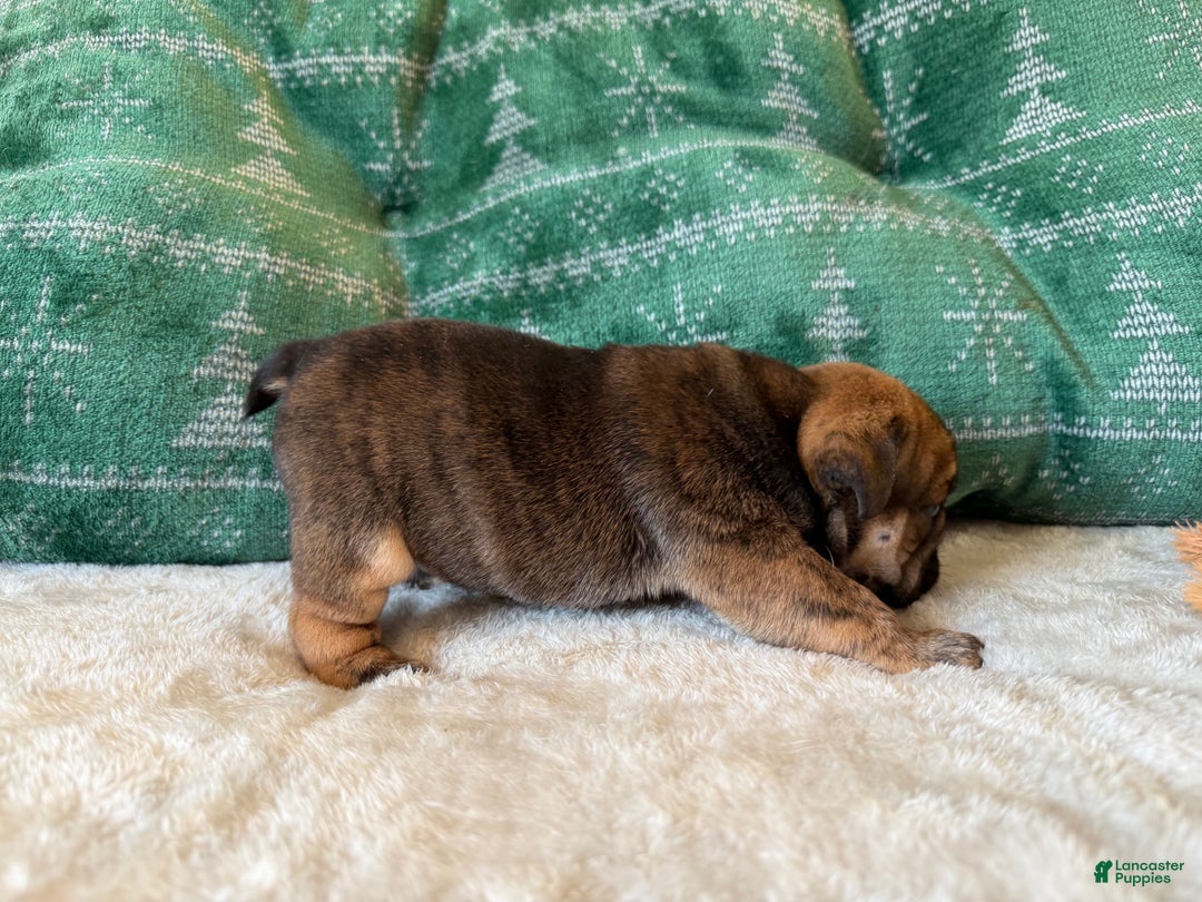 English Bulldog dogs for sale: Biscuits - Ad 6