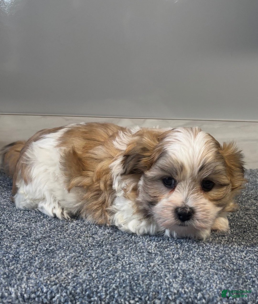 Malshi dogs for sale: Rocky - Ad 2