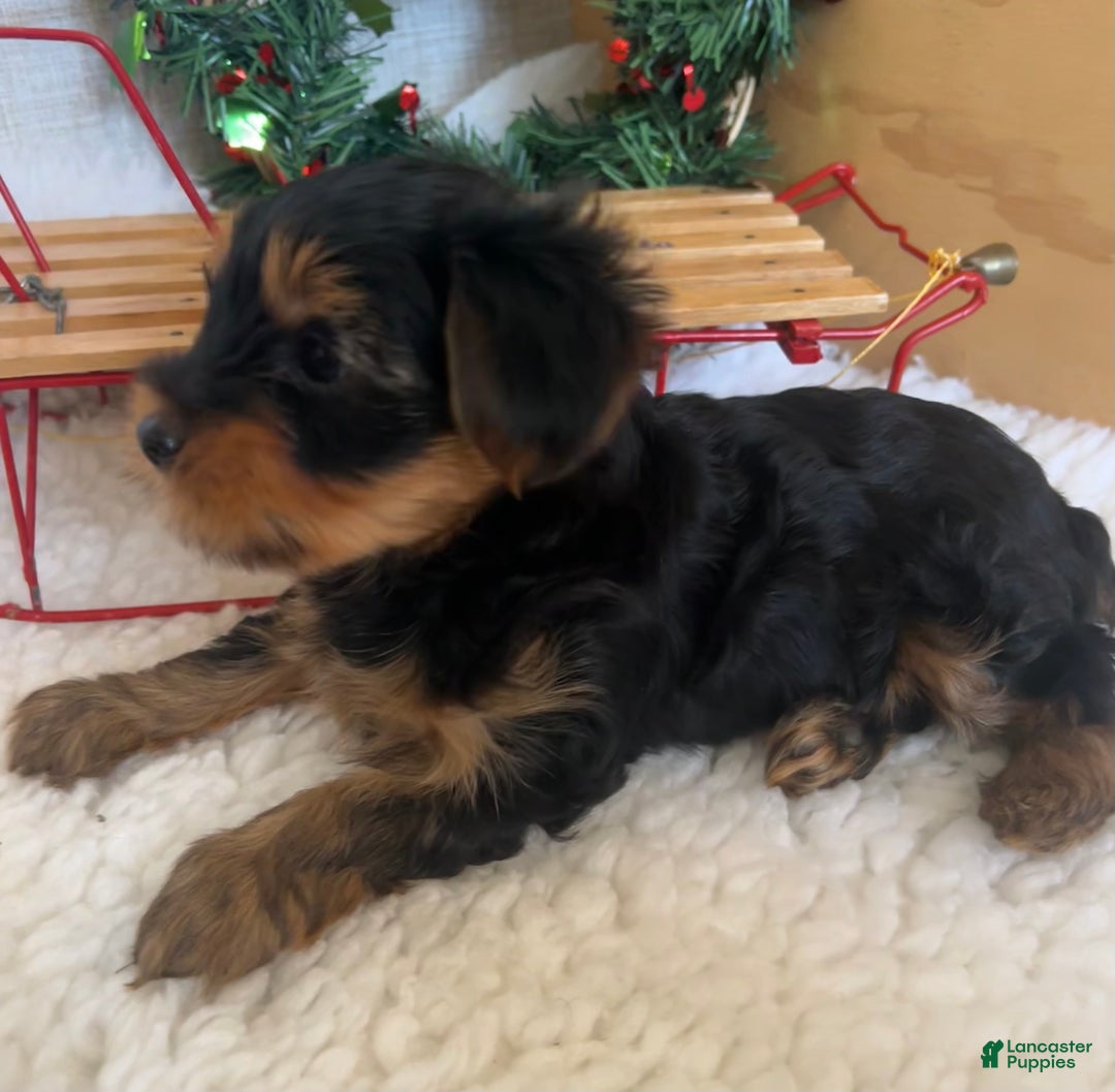 Yorkshire Terrier dogs for sale: Rowdy - Ad 2