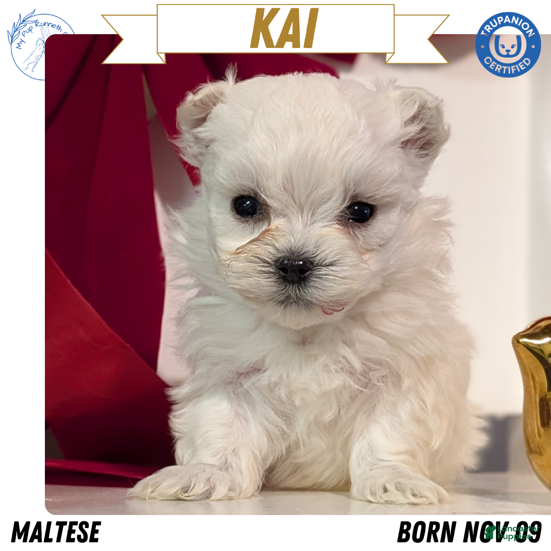 Maltese dogs Kai - Ad 10
