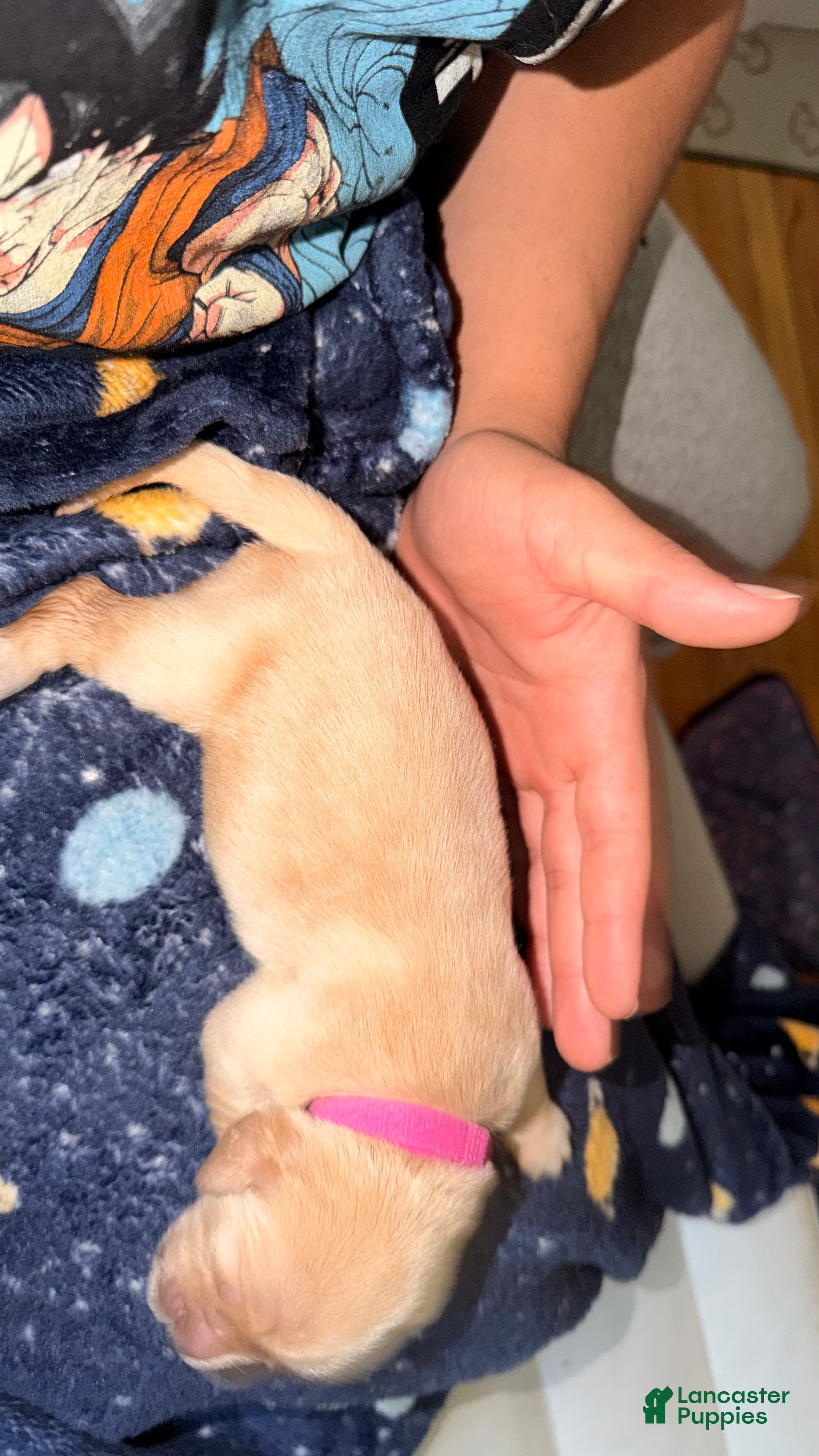 Golden Retriever dogs Hot Pink  - Ad 2