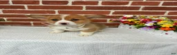Welsh Corgi Pembroke dogs for sale: Bandit - Ad 4
