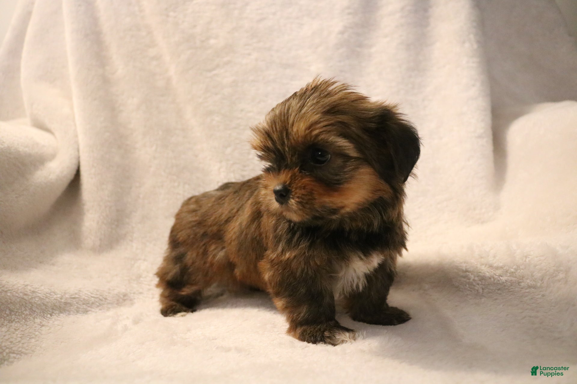 Shorkie dogs Becca - Ad 1