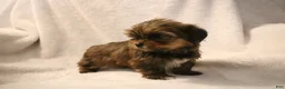 Shorkie dogs for sale: Becca - Ad 1