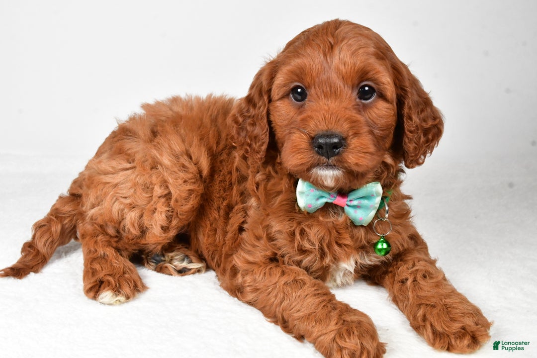Cavapoo dogs for sale: Titus - Ad 6