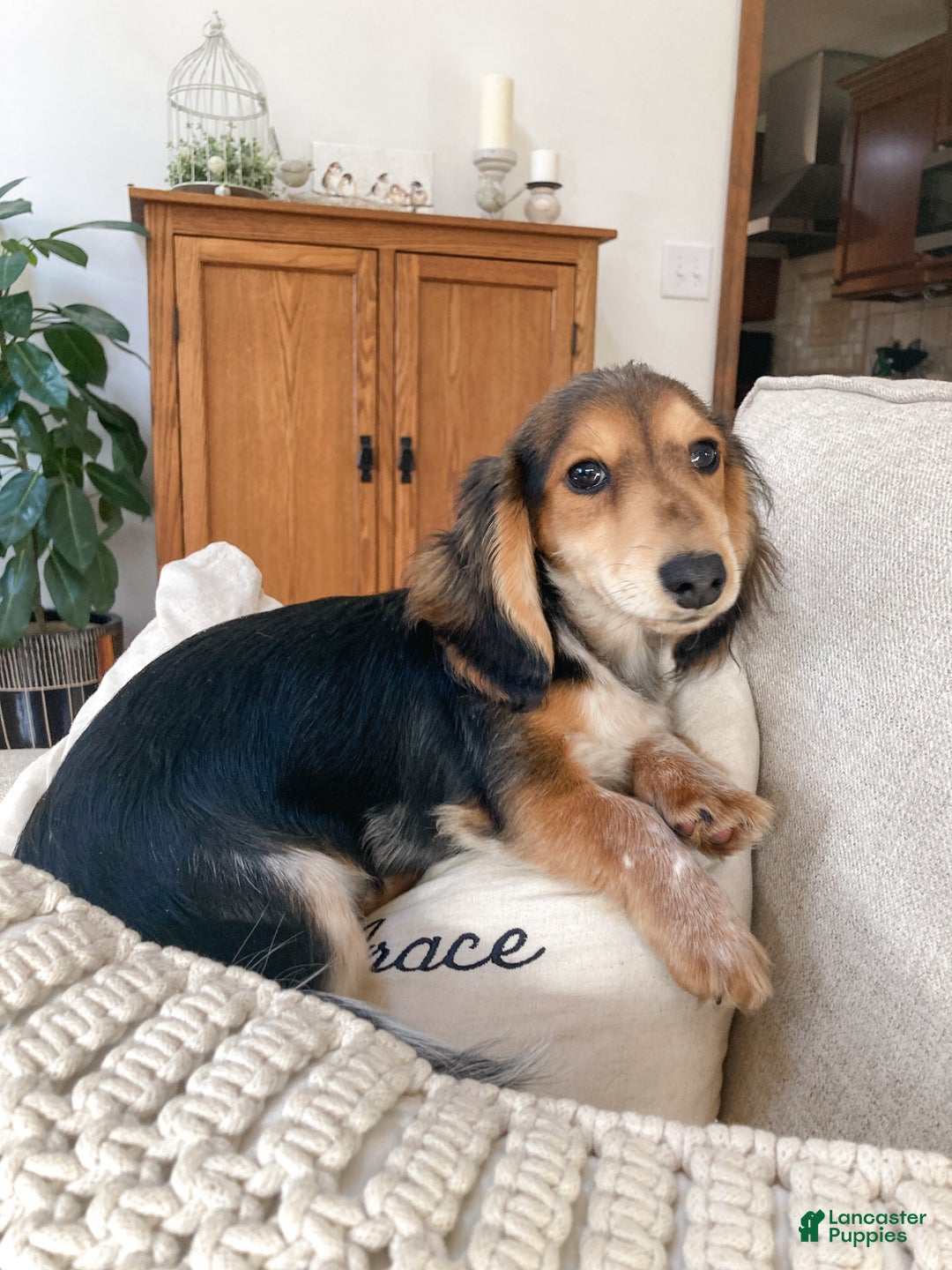 Doxiepoo dogs for sale: Isabelle - Ad 9