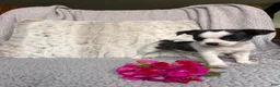 Chihuahua dogs for sale: Laddie - Ad 4