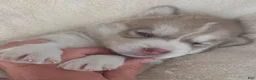 Siberian Husky dogs for sale: Georgia  - Ad 9