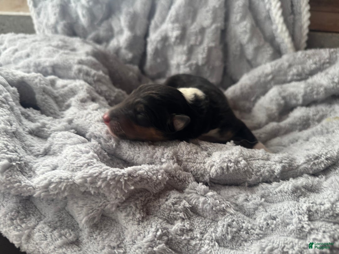 Collie dogs for sale: Silver - Ad 4