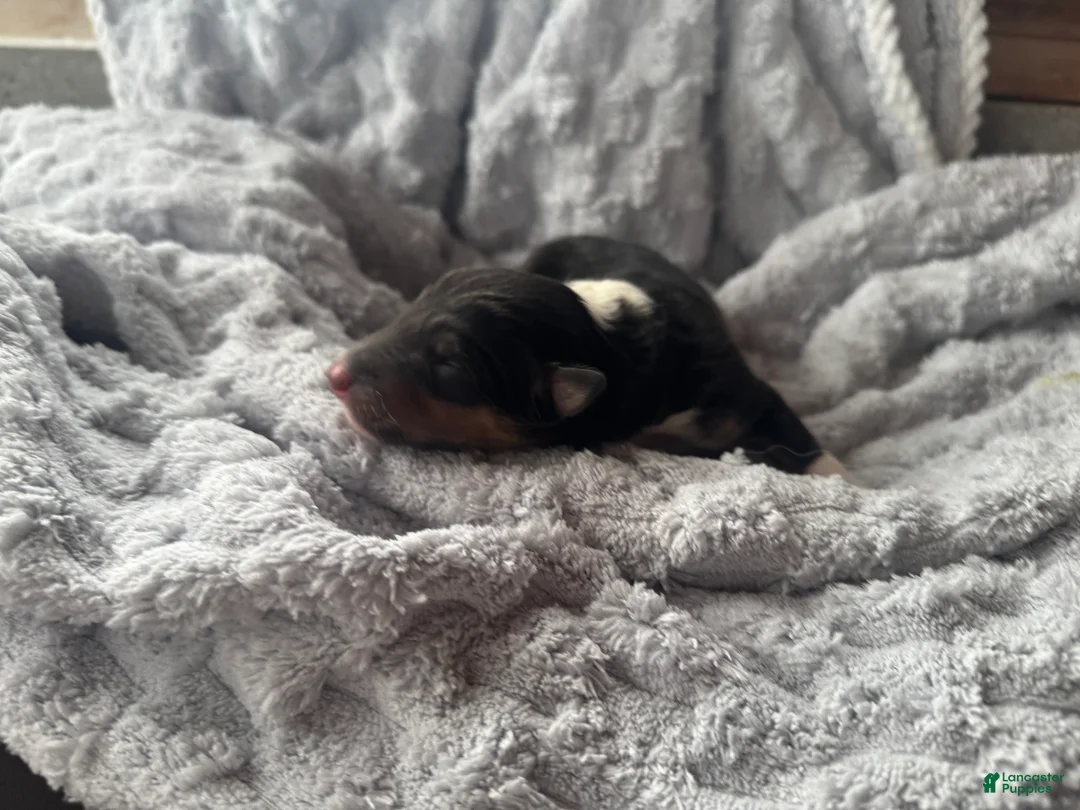 Collie dogs for sale: Silver - Ad 4